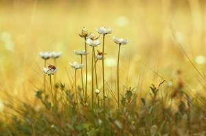 Parnassia im August