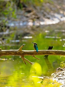 Eisvogel