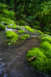 Salamander im Habitat