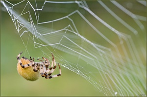 ***Araneus quadratus***