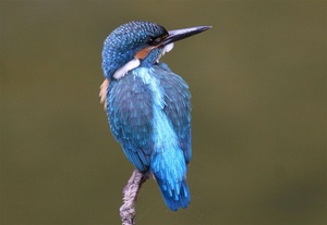 Eisvogel nach Gefiederreinigung