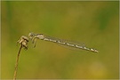 Becher-Azurjungfer (Enallagma cyathigerum).