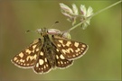 Gelbwürflieger Dickkopffalter(Carterocephalus palaemon)