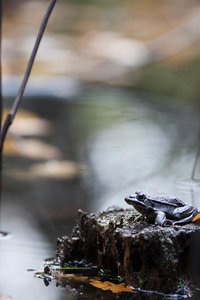 Herbstfrosch