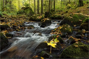 Herbstliches Vessertal