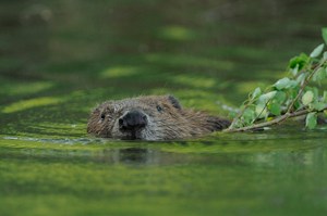 Schwimmender Biber