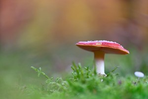 Fliegenpilz an einem Herbstabend