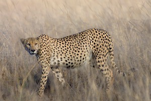 Gepard aus dem Lumo Nationalpark in Kenia