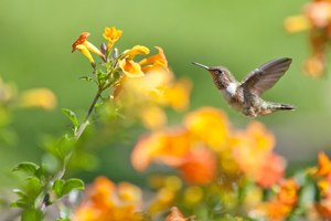 Colibri