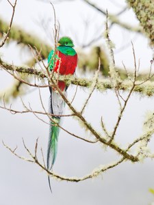 Quetzal