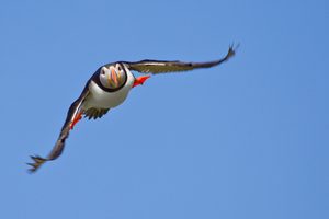 Papageitaucher im Anflug