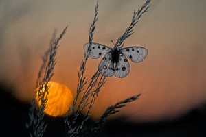 Der Sonnenvogel