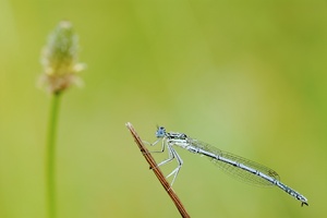 Libelle