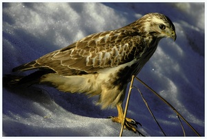 Buteo buteo