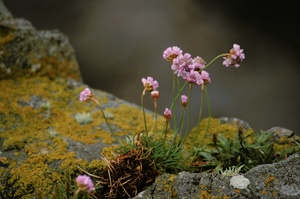 Mauerblümchen