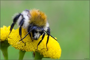 ***Bombus pascuorum***