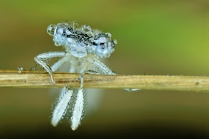 Libelle