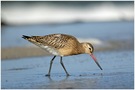 Limosa lapponica