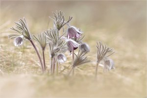 Pulsatilla Montana...