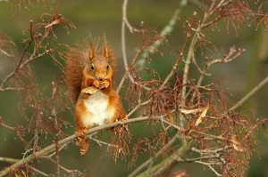 Eichhörnchen knabbert ....