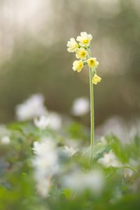 Schlüsselblume zwischen Buschwindröschen