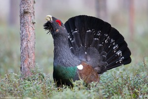 In den Tannenwald