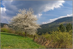 Kirschbaumblüte