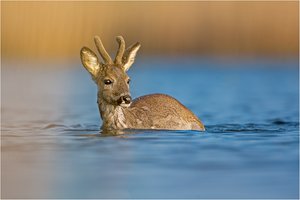 Wasser- Bock