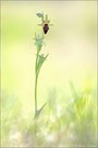 ~ Ophrys sphegodes ~