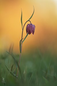 Auf der Schachblumenwiese