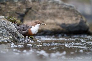 Wasseramsel mit Futter am Bachlauf