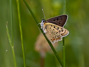 Der braune Feuerfalter