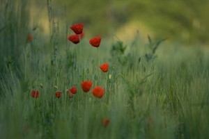 Mohnblumen im Getreidefeld