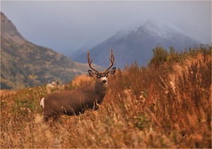 Mule Deer