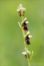 Fliegen Ragwurz (ophrys insectifera)