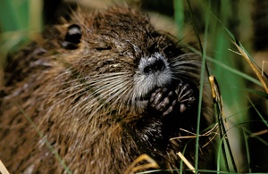 Nutria ND