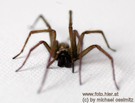 Unsere Hausspinne Sibille!