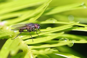 Fliege auf dem frischen Grün einer Nordmannstanne