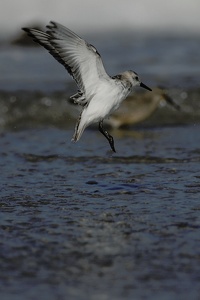 Sanderling