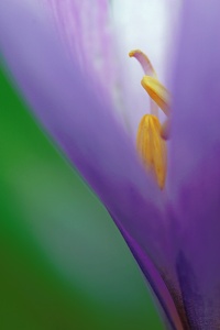 Colchicum autumnale