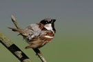 Haussperling  (Passer domesticus), Männchen