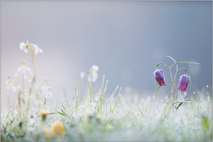 Schachblumen im Raureif