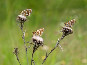 Scheckenfalter Trio