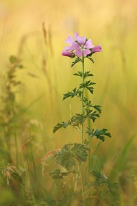 Rosen-Malve (Malva alcea)