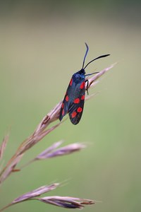 Blutströpfchen