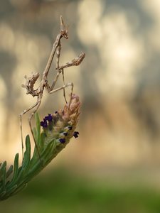 Empusa pennata