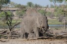 Elefantenbulle im Schlammbad