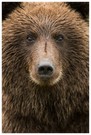 Alaskan Brwon Bear