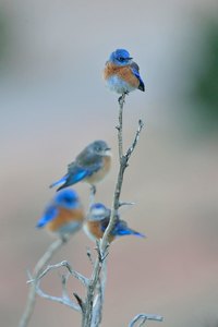 Western Bluebirds
