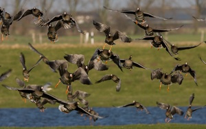 Blessgänse im Abflug